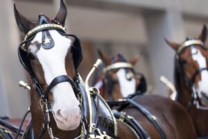 Horses in harnesses, close-up view.
