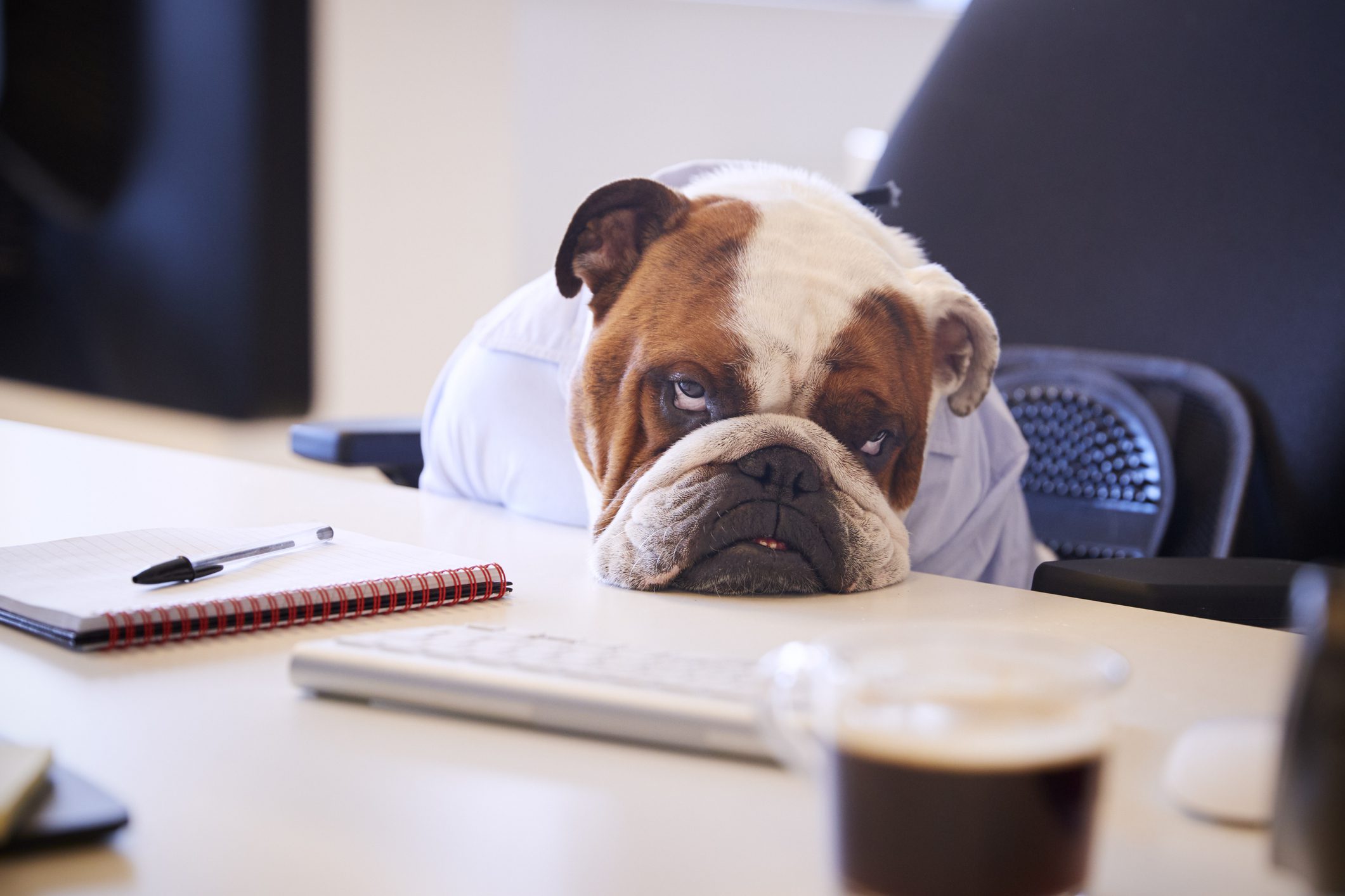 Bulldog in shirt resting on office desk.